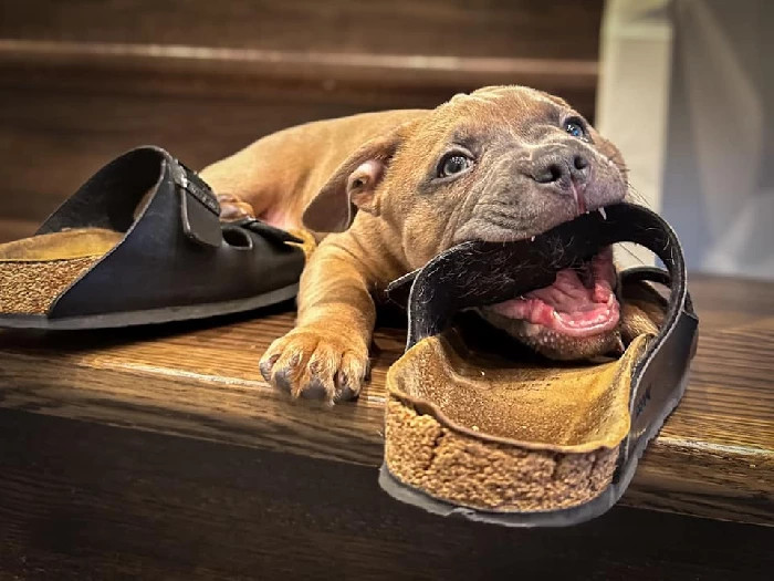 Månadens bilde februar 2024 "Cuba". Eigar og fotograf: Oda Hjelmeland